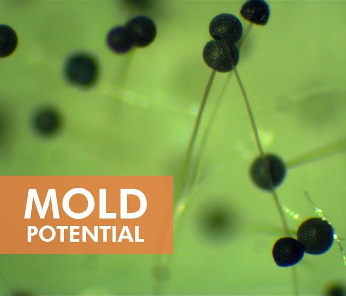 Microscopic view of mold spore