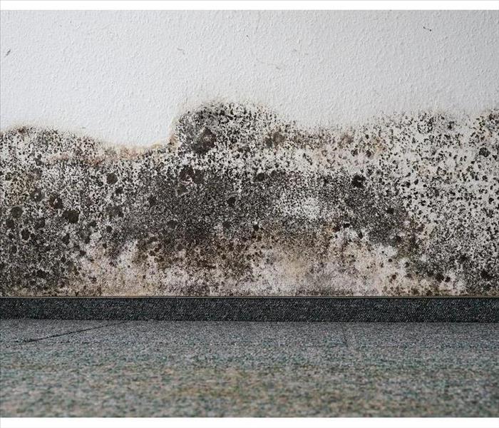 mold on the wall of an apartment