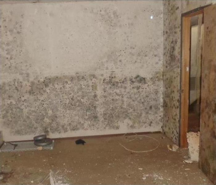 Empty room, walls with mold growth