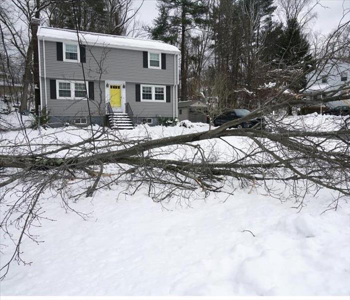 fallen tree during snow storm in front of the house